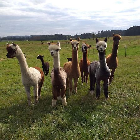 Apartment On An Alpaca Farm In Kierspe Eksteriør billede
