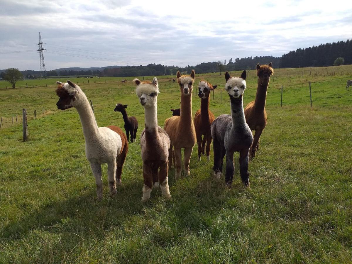 Apartment On An Alpaca Farm In Kierspe Eksteriør billede